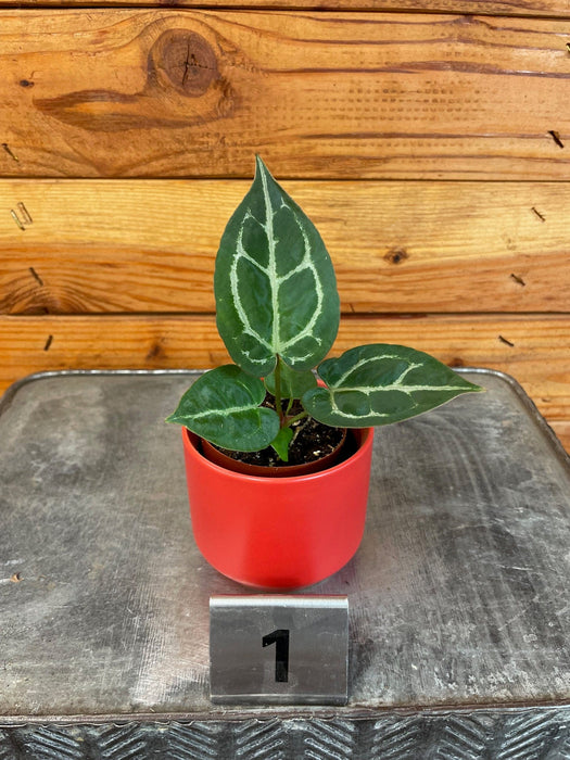 anthurium red crystallinum x forgetii Anthurium Michelle X Forgetii