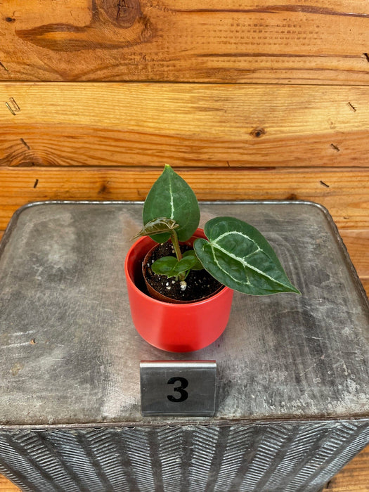 anthurium michelle care Anthurium Michelle X Forgetii