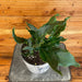 The Plant Farm® Houseplants Anthurium Plowmanii, 6" Plant