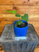 The Plant Farm® Houseplants Anthurium Podophyllum, 4" Plant
