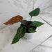The Plant Farm® Houseplants Anthurium Radicans x Luxurians, 4" Plant