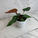 The Plant Farm® Houseplants Anthurium Radicans x Luxurians, 4" Plant