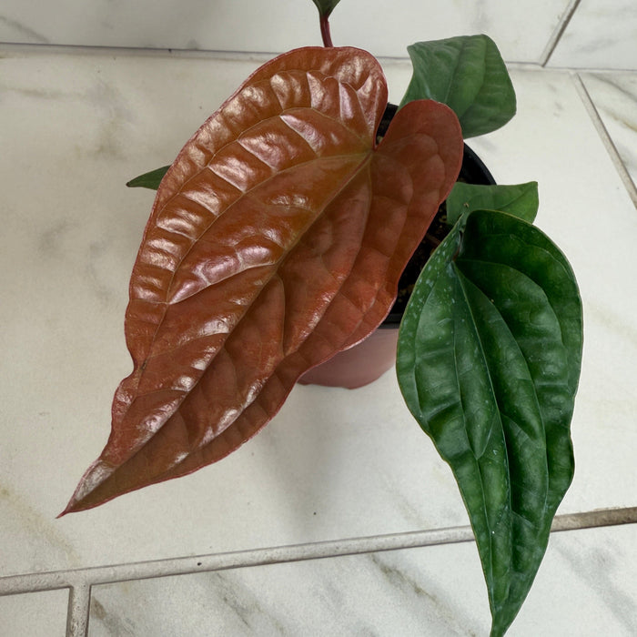 The Plant Farm® Houseplants Anthurium Radicans x Luxurians, 4" Plant