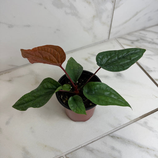 The Plant Farm® Houseplants Anthurium Radicans x Luxurians, 4" Plant