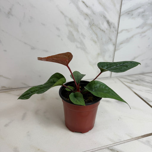 The Plant Farm® Houseplants Anthurium Radicans x Luxurians, 4" Plant