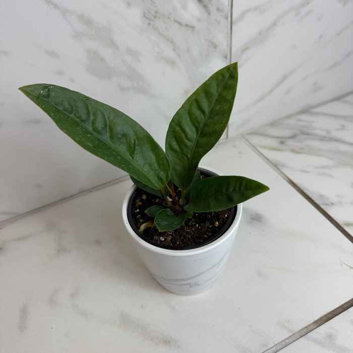 The Plant Farm® Houseplants Anthurium Superbum, 4" Plant