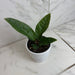 The Plant Farm® Houseplants Anthurium Superbum, 4" Plant