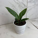 The Plant Farm® Houseplants Anthurium Superbum, 4" Plant