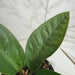 The Plant Farm® Houseplants Anthurium Superbum, 4" Plant