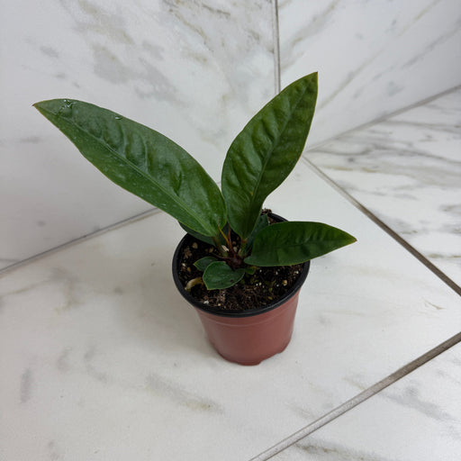 The Plant Farm® Houseplants Anthurium Superbum, 4" Plant
