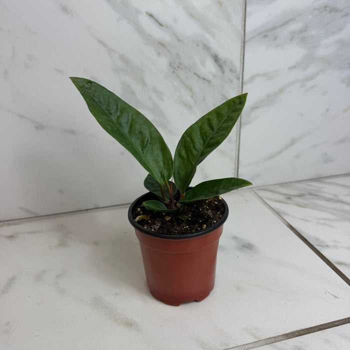The Plant Farm® Houseplants Anthurium Superbum, 4" Plant