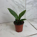 The Plant Farm® Houseplants Anthurium Superbum, 4" Plant