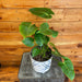 The Plant Farm® Houseplants Anthurium Veitchii King, 6" Plant