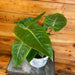 The Plant Farm® Houseplants Anthurium Veitchii King, 6" Plant