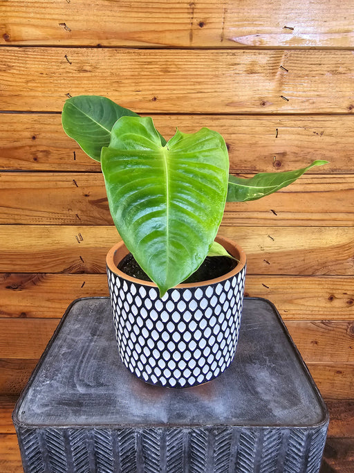 The Plant Farm® Houseplants Anthurium Veitchii King, 6" Plant