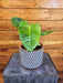 The Plant Farm® Houseplants Anthurium Veitchii King, 6" Plant