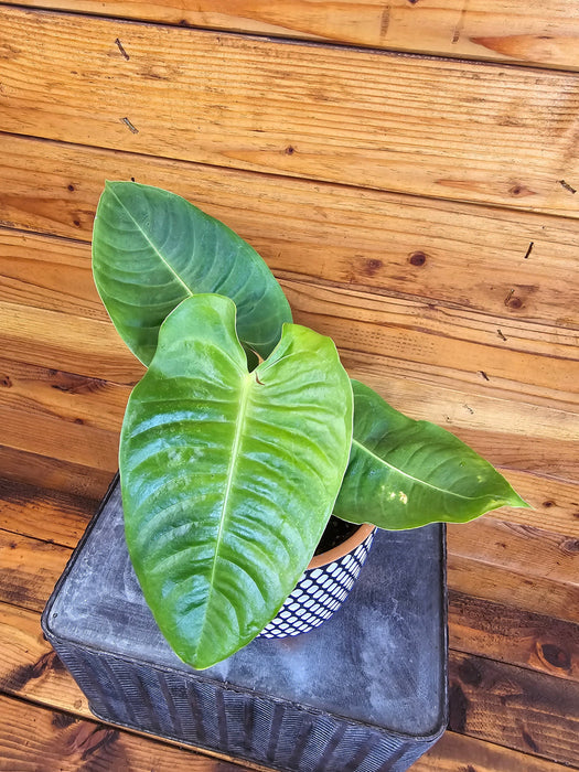 The Plant Farm® Houseplants Anthurium Veitchii King, 6" Plant