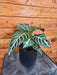 The Plant Farm® Houseplants Aphelandra Dania Zebra, 4" Plant