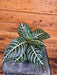 The Plant Farm® Houseplants Aphelandra Dania Zebra, 4" Plant