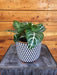 The Plant Farm® Houseplants Aphelandra Dania Zebra, 6" Plant