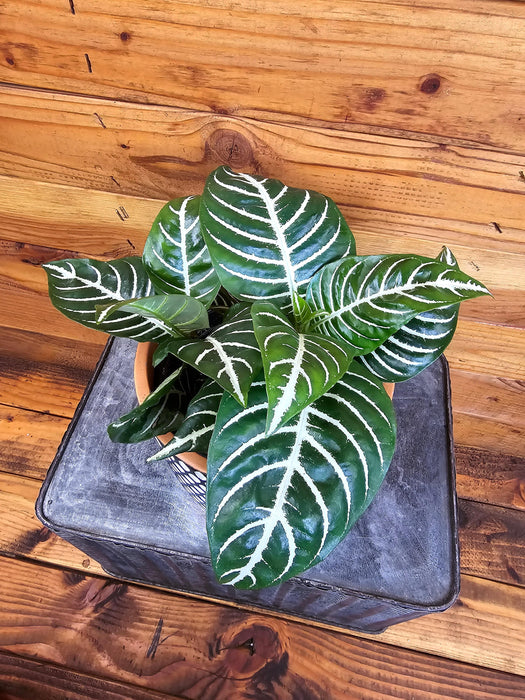 The Plant Farm® Houseplants Aphelandra Dania Zebra, 6" Plant