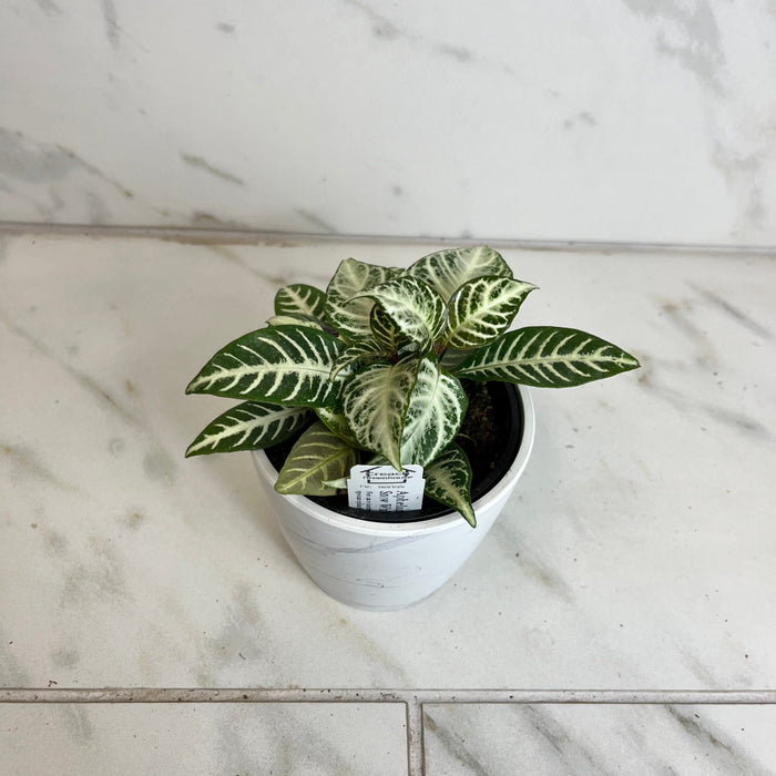 The Plant Farm® Houseplants Aphelandra squarrosa 'Snow White', 4" Plant