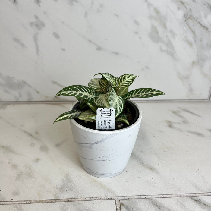 The Plant Farm® Houseplants Aphelandra squarrosa 'Snow White', 4" Plant