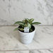 The Plant Farm® Houseplants Aphelandra squarrosa 'Snow White', 4" Plant