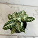 The Plant Farm® Houseplants Aphelandra squarrosa 'Snow White', 4" Plant