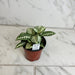 The Plant Farm® Houseplants Aphelandra squarrosa 'Snow White', 4" Plant