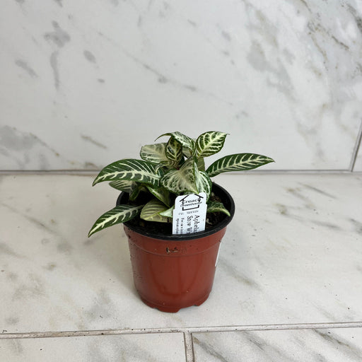 The Plant Farm® Houseplants Aphelandra squarrosa 'Snow White', 4" Plant