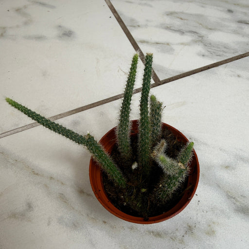 The Plant Farm® Houseplants Aporocactus Flagelliformis Rat Tail, 2" Plant