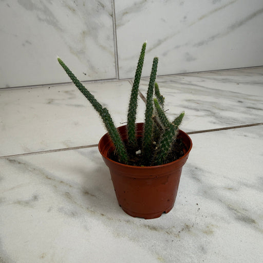 The Plant Farm® Houseplants Aporocactus Flagelliformis Rat Tail, 2" Plant