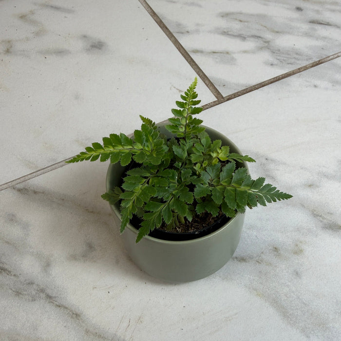 The Plant Farm® Houseplants Arachniodes East Indian Holly Fern 2" Plant