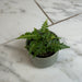 The Plant Farm® Houseplants Arachniodes East Indian Holly Fern 2" Plant