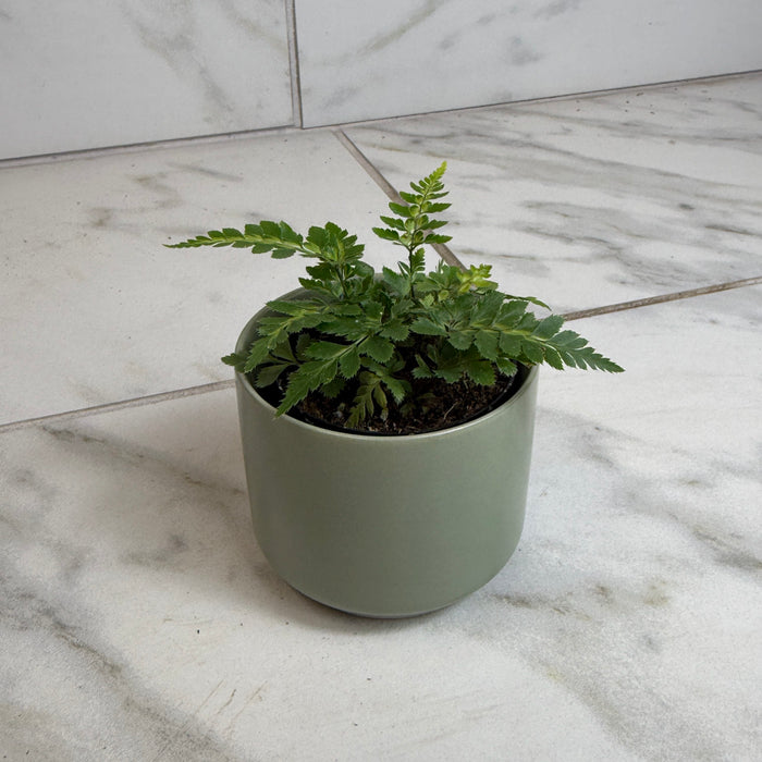 The Plant Farm® Houseplants Arachniodes East Indian Holly Fern 2" Plant