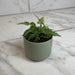 The Plant Farm® Houseplants Arachniodes East Indian Holly Fern 2" Plant
