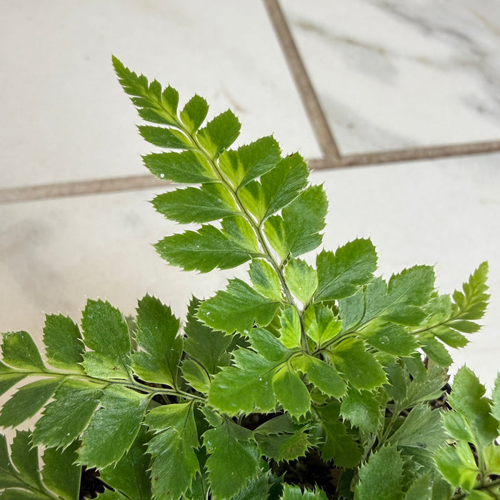 The Plant Farm® Houseplants Arachniodes East Indian Holly Fern 2" Plant