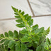 The Plant Farm® Houseplants Arachniodes East Indian Holly Fern 2" Plant