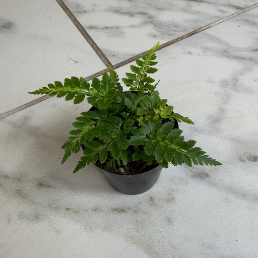 The Plant Farm® Houseplants Arachniodes East Indian Holly Fern 2" Plant
