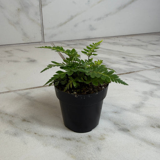 The Plant Farm® Houseplants Arachniodes East Indian Holly Fern 2" Plant