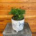 The Plant Farm® Houseplants Aralia Ming, 6" Plant