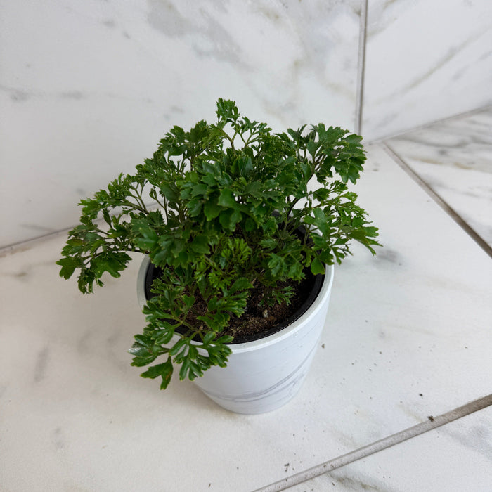 The Plant Farm® Houseplants Aralia Parsley, 4" Plant