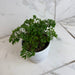 The Plant Farm® Houseplants Aralia Parsley, 4" Plant