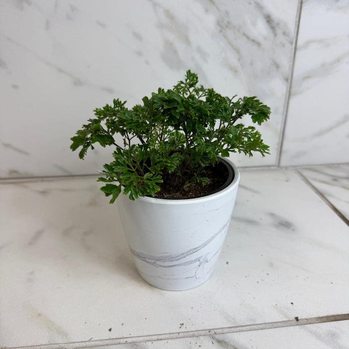 The Plant Farm® Houseplants Aralia Parsley, 4" Plant