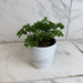 The Plant Farm® Houseplants Aralia Parsley, 4" Plant