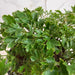 The Plant Farm® Houseplants Aralia Parsley, 4" Plant