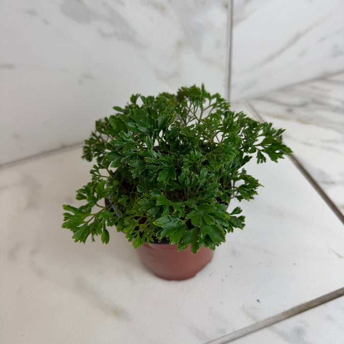 The Plant Farm® Houseplants Aralia Parsley, 4" Plant