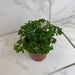 The Plant Farm® Houseplants Aralia Parsley, 4" Plant
