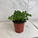 The Plant Farm® Houseplants Aralia Parsley, 4" Plant